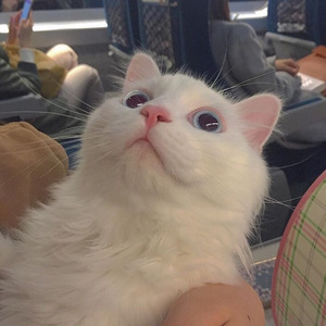 国产女人乱伦视频
